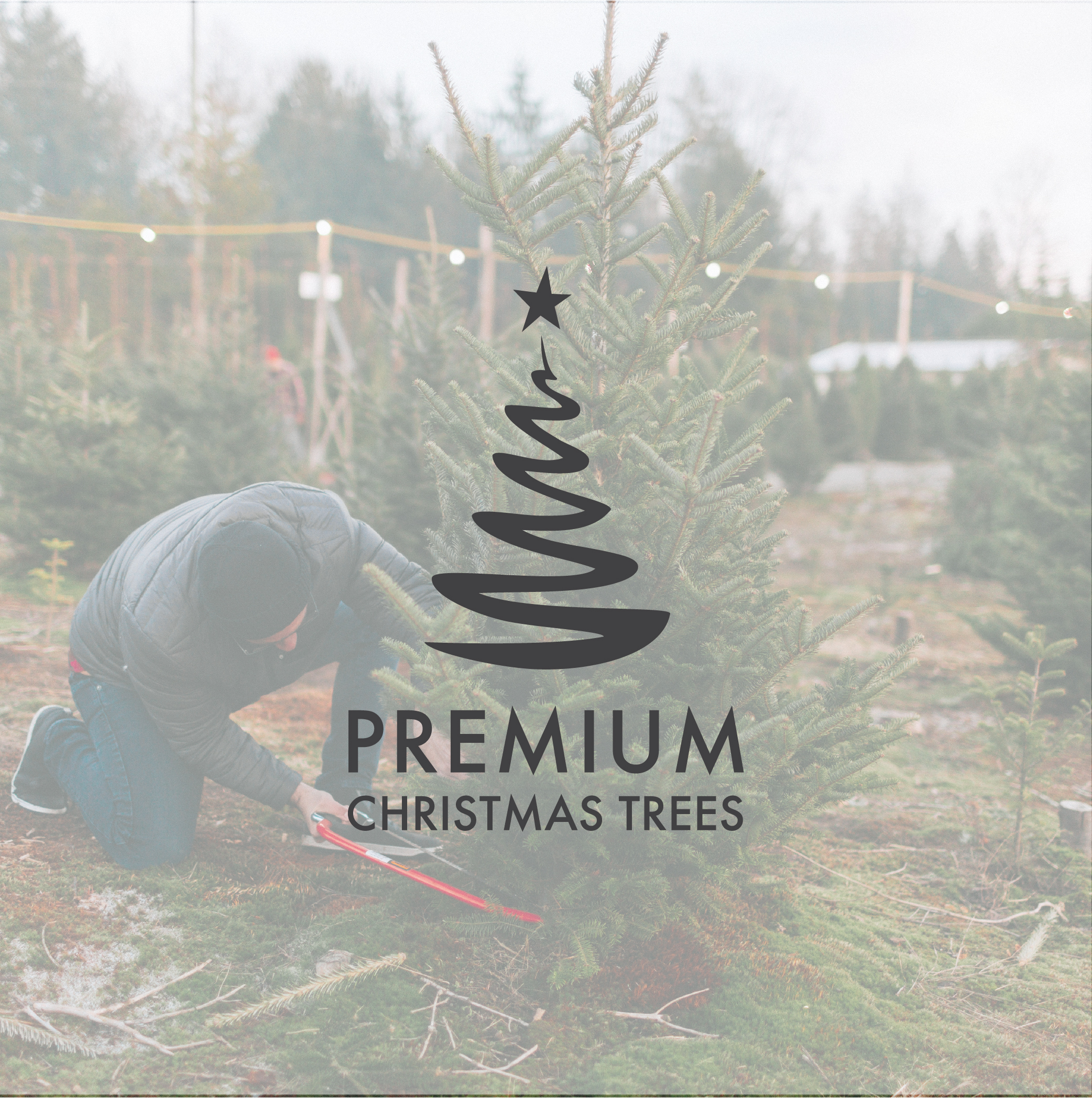 Premium Christmas Trees